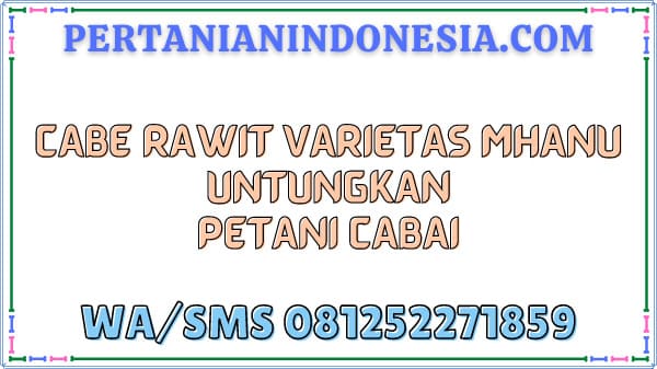 Cabe Rawit Varietas Mhanu Untungkan Petani Cabai